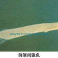 前頜間銀魚 前頜間銀魚