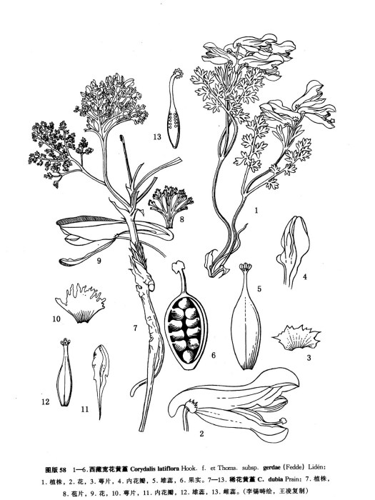 稀花黃堇 稀花黃堇