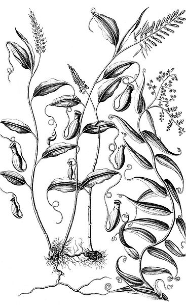 1747年郎弗安斯的植物標本集中的豬籠草插圖