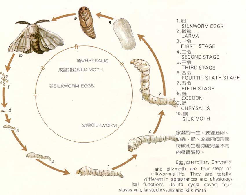 家蠶的成長過程及蟲齡