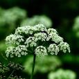 簇花芹(草參) 簇花芹(草參)