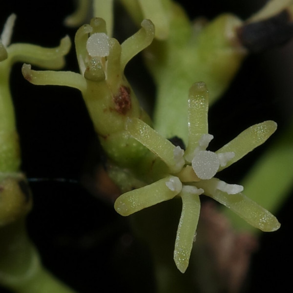 Struthanthus phillyreoides