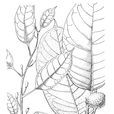 貢山波羅蜜 貢山波羅蜜