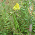 賊小豆 賊小豆