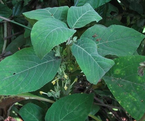 木錐花(中藥) 木錐花(中藥)