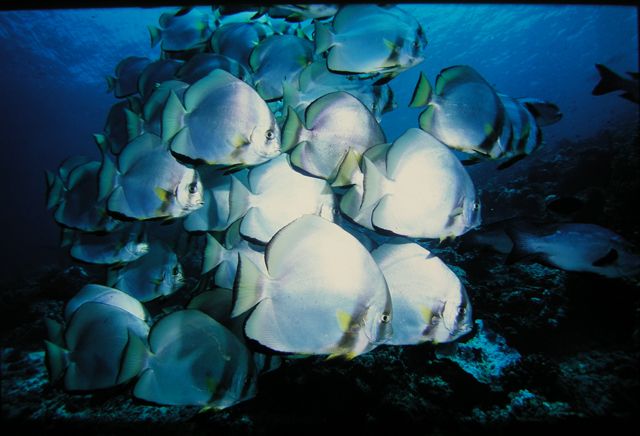 圓眼燕魚(圓燕魚) 圓眼燕魚(圓燕魚)