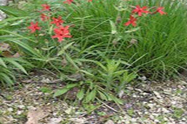 Silene virginica Silene virginica