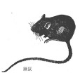 蹶鼠(中國蹶鼠) 蹶鼠(中國蹶鼠)