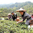 採茶調 採茶調