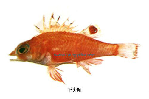 平頭鮋 平頭鮋