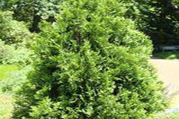 Thuja occidentalis \x27Wansdyke Silver\x27