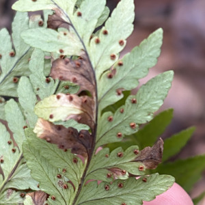 Dryopteris celsa