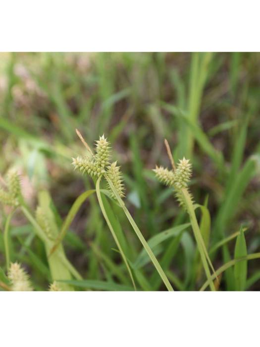 中甸薹草 中甸薹草