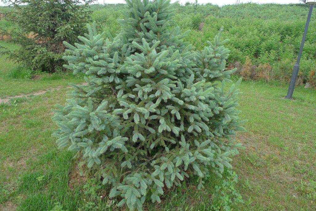 藍雲杉53號