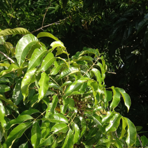 Protium heptaphyllum