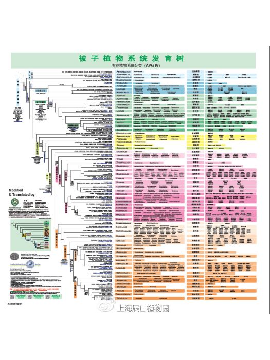 APG IV系統(APG(被子植物分類系統簡稱)) APG IV系統(APG(被子植物分類系統簡稱))