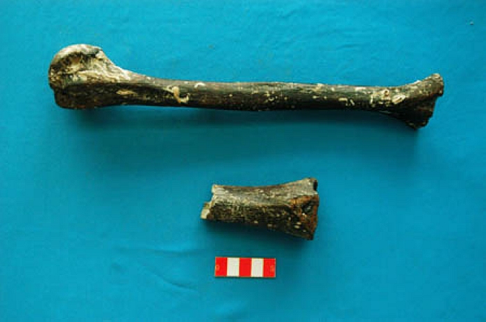 1999年發現的“海峽人”骨