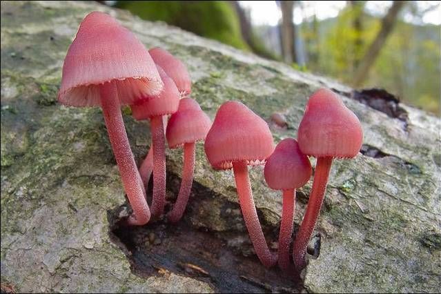 紅汁小菇 紅汁小菇