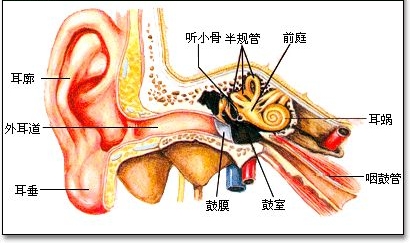 物理感受器