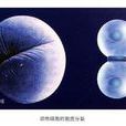 固氮菌 固氮菌