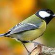 山雀(山雀科鳴禽)