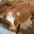 穆稜肉牛 穆稜肉牛
