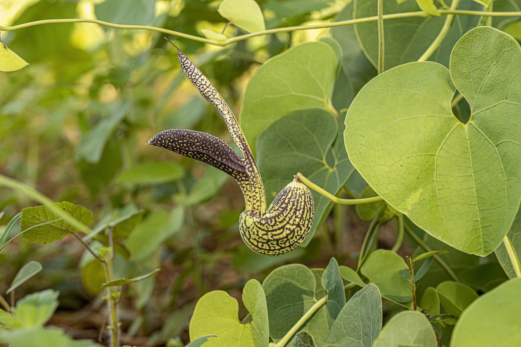 Aristolochia esperanzae
