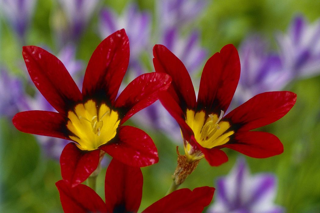 丑角花 丑角花