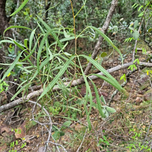 Searsia keetii