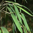 桂竹