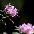 馬櫻花 馬櫻花