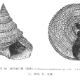 南沙麗口螺 南沙麗口螺