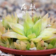 凝脂菊