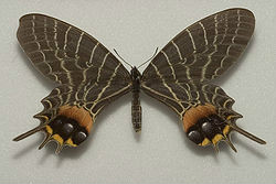 多尾鳳蝶（模式種）