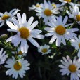 瑪格麗特花(東洋菊) 瑪格麗特花(東洋菊)