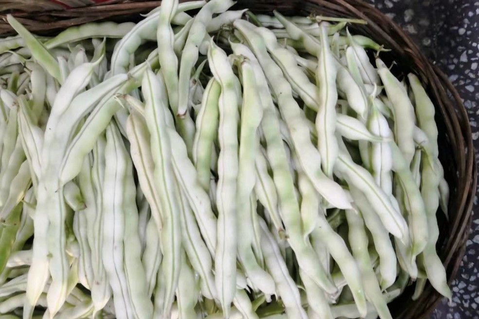 白豇豆 白豇豆