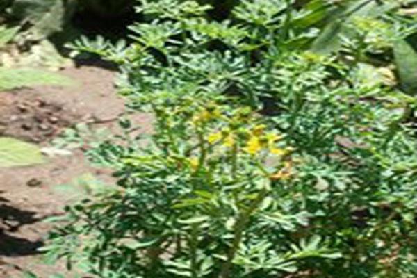 Ruta graveolens Ruta graveolens