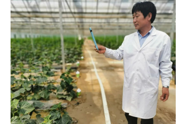 趙如海(江蘇飛悅農業發展公司蔬菜種植高級技術員) 趙如海(江蘇飛悅農業發展公司蔬菜種植高級技術員)