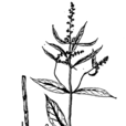 退血草 退血草