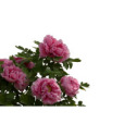 富貴滿堂(芍藥屬牡丹栽培品種) 富貴滿堂(芍藥屬牡丹栽培品種)