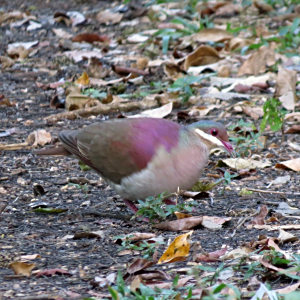 綠頂鶉鳩 綠頂鶉鳩