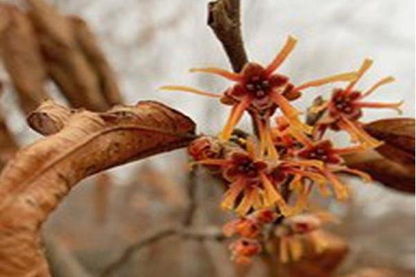 Hamamelis vernalis Hamamelis vernalis