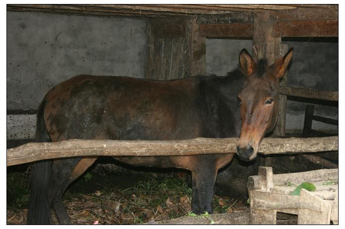 馬廄坡自然村畜牧養殖業