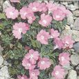 單花小報春 單花小報春