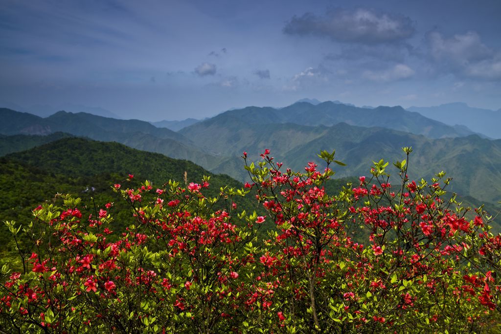茶樹坪村 茶樹坪村