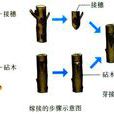 枝接 枝接