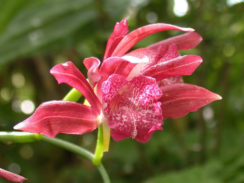 紫花鶴頂蘭(細莖鶴頂蘭) 紫花鶴頂蘭(細莖鶴頂蘭)