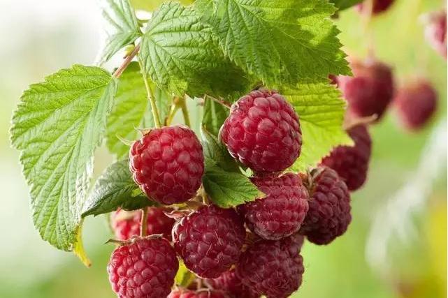Rubus idaeus \x27Prelude\x27 Rubus idaeus \x27Prelude\x27