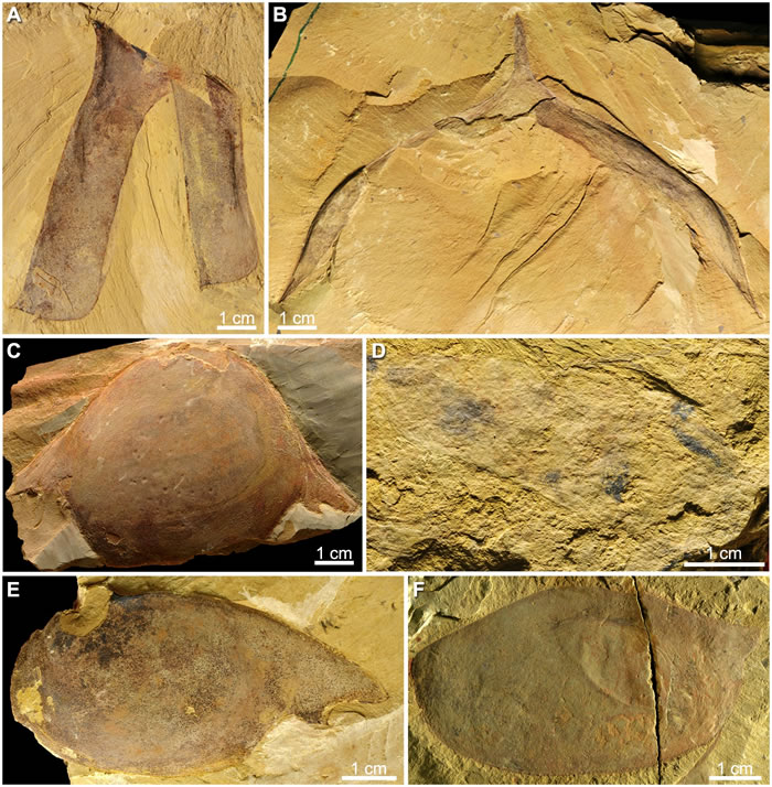 澄江生物群中的赫德蝦類頭殼化石