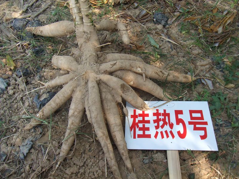 桂熱5號 桂熱5號